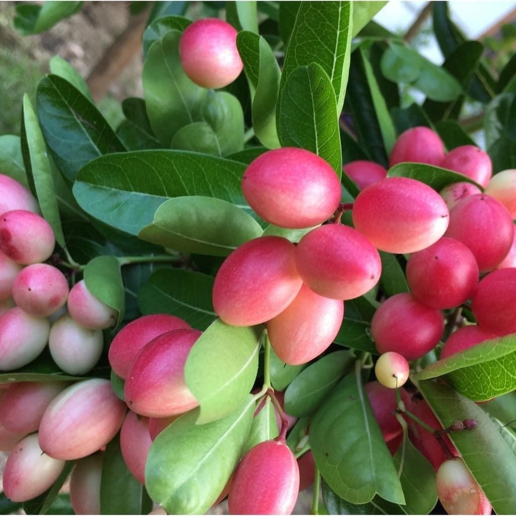 Làm giàu từ loại cây lạ, trái đỏ mọng